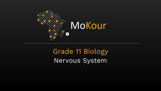Grade 11 Biology: Nervous System